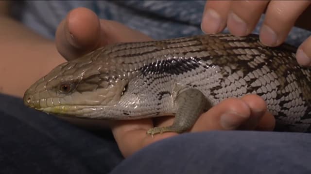 S02:E02 - Crabs, Lizards, and Dairy Delights: A Wild Exploration