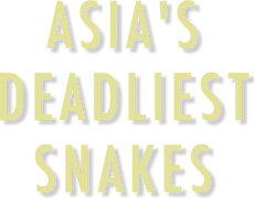 Asia's Deadliest Snakes