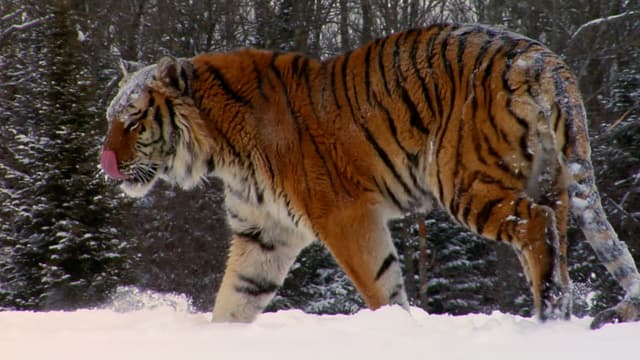 S01:E02 - Grandes felinos