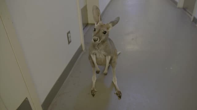 S05:E02 - Bouncing Troody