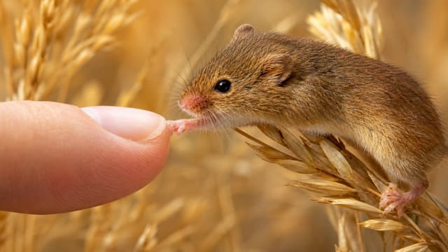 S01:E02 - Raising a Tiny Mouse Family (80 Day Journey) + Finding a Girlfriend for the World’s Loneliest Frog