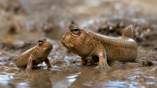 S01:E01 - Raising a Family of Mudskippers (200 Day Journey) + the Process of Making Friends With a Walking Fish