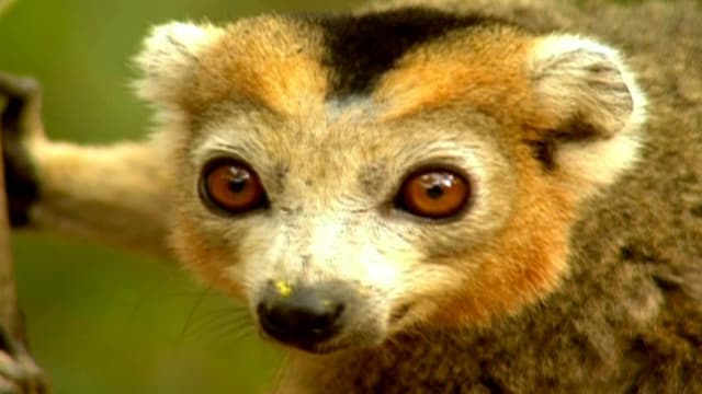 S01:E04 - Islas continente