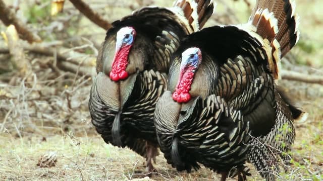 S01:E13 - Curiosidad, fiabilidad e innovación