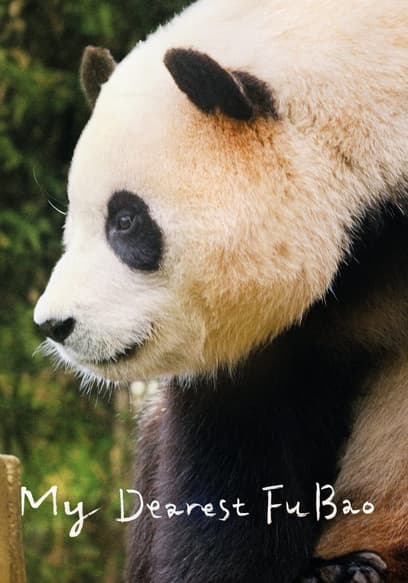 My Dearest Fu Bao