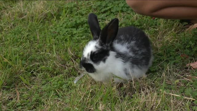 S01:E06 - Bunny Basics and the RSPCA