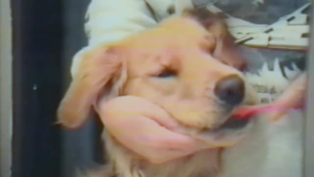 S01:E03 - Top 10 Reasons Dogs Shouldn't Be Babysitters