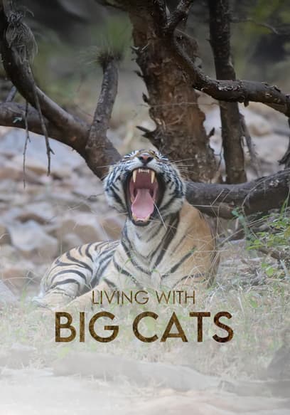 Living With Big Cats poster