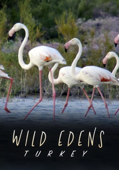 Watch Wild Edens: Turkey (2019) - Free Movies | Tubi