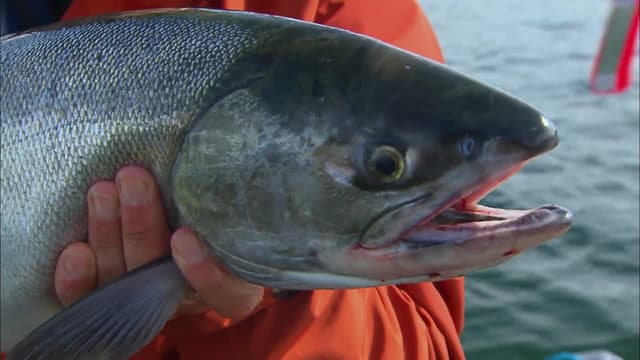 T01:C12 - S01:E12 - Alaska