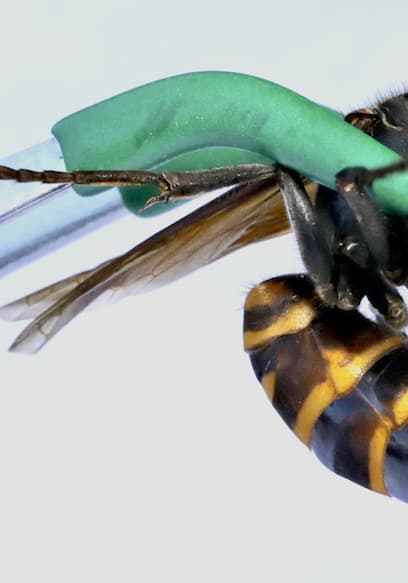 S01:E05 - Stung by a Murder Hornet! poster