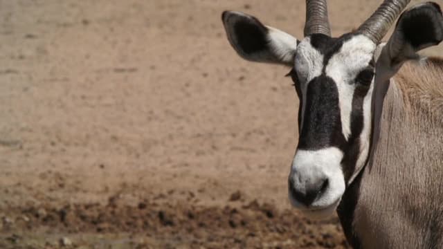 S01:E12 - Flexibilidad, moderación y cortesía