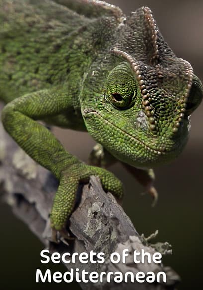 S01:E01 - Of Pot Whales and Desert Foxes