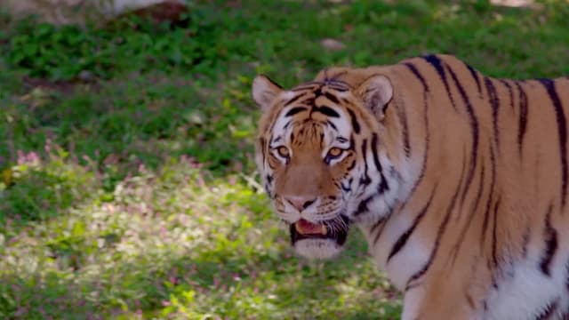 S01:E13 - Fierce Creatures