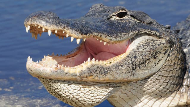 S01:E07 - Slow Death