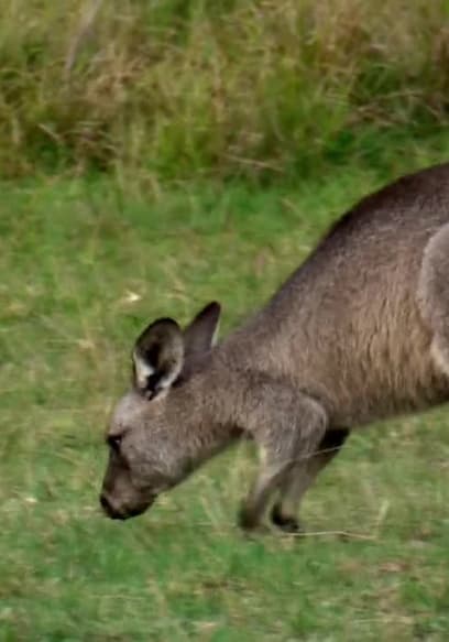 S01:E08 - Australian Babies poster