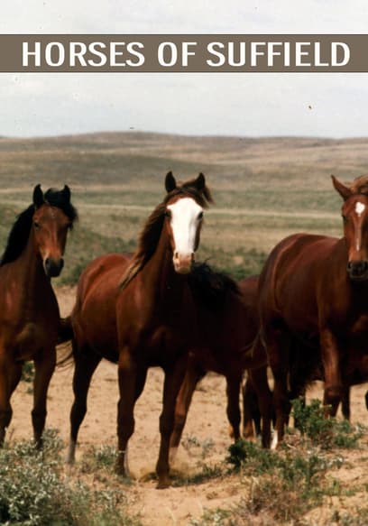 Horses of Suffield