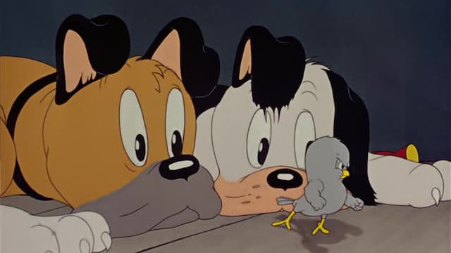 S11:E09 - Calling Dr. Porky / Good Night Elmer / Stage Fright