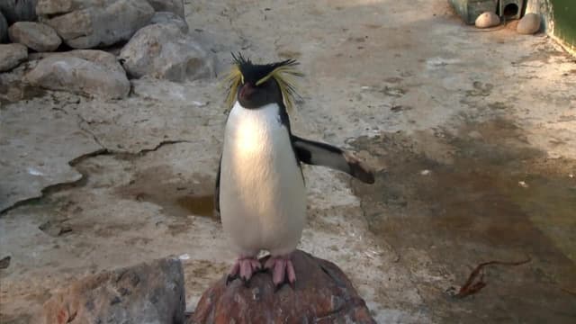 S01:E04 - Portly Penguin