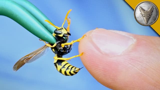 S01:E04 - Stung by a Yellow Jacket!