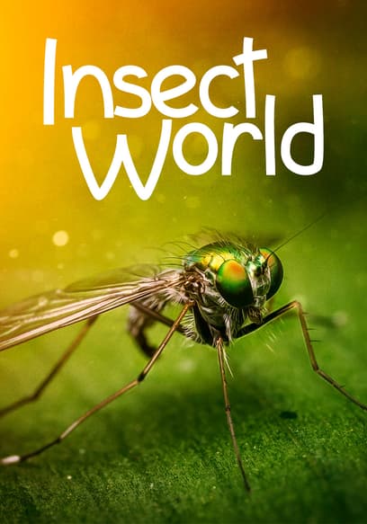 Insect World