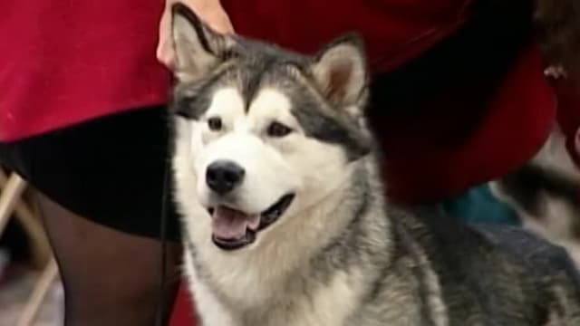 S01:E05 - Alaskan Malamutes