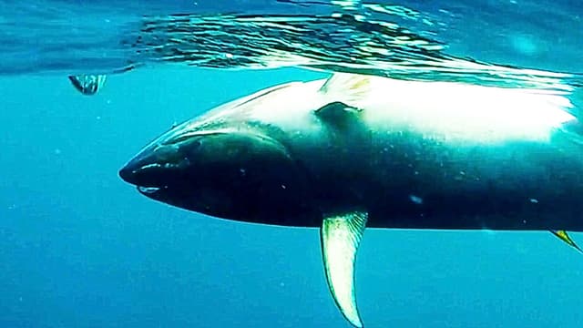 S01:E03 - Crossed Lines on a 120LB Bluefin: San Clemente Island