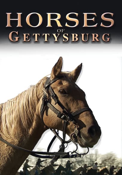 Horses of Gettysburg
