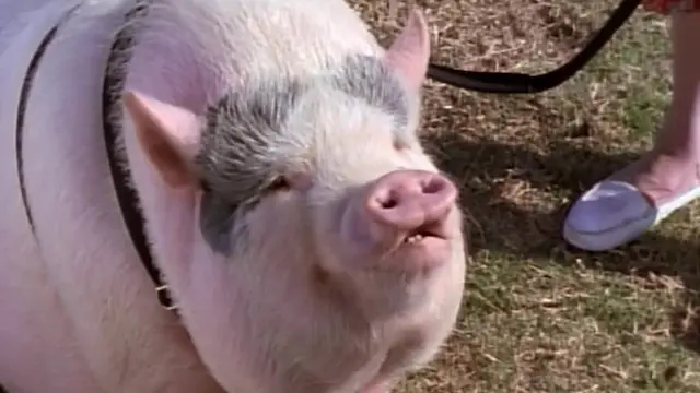 S01:E42 - A Pig Surprise