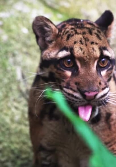 S01:E07 - Formosan Clouded Leopard poster
