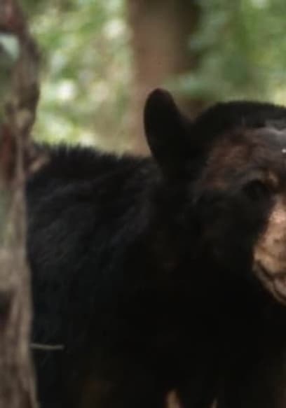 S01:E107 - Swamp Bear (Pt. 1) poster