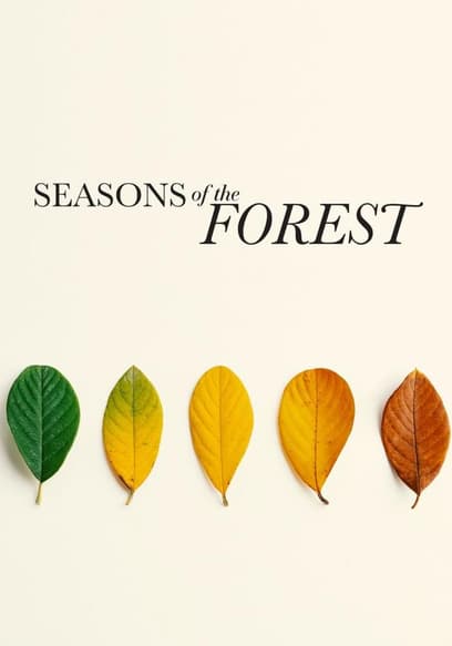 Seasons of the Forest poster