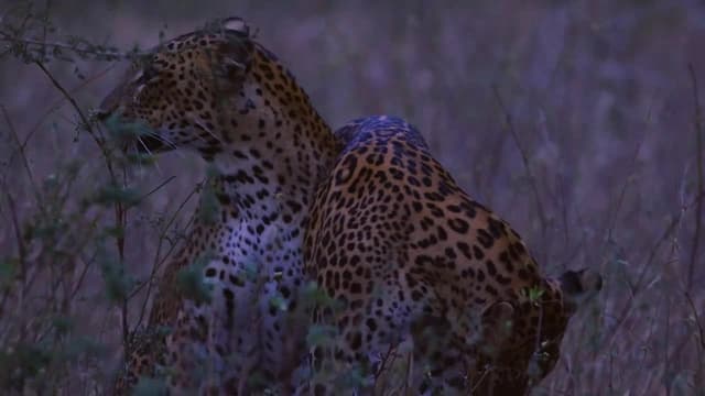 S01:E05 - The Secret Lives of Leopards