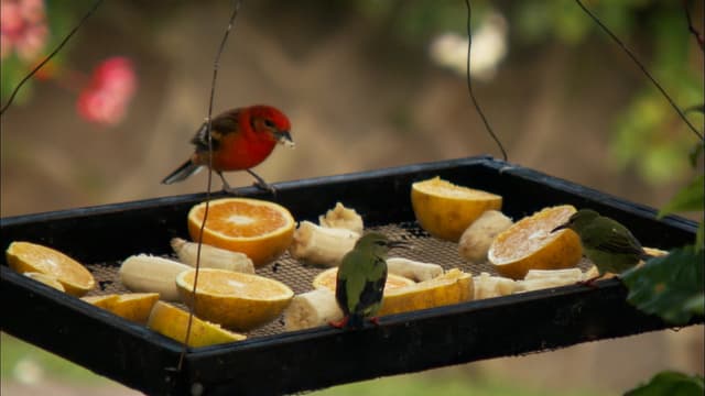 S05:E09 - Living the Dream