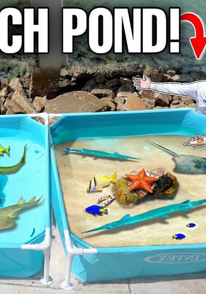 S01:E08 - Tide Pool Saltwater Ponds With Sea Creatures poster