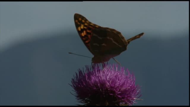 S01:E09 - Hammers, Pickaxes, Shovels and Mattocks