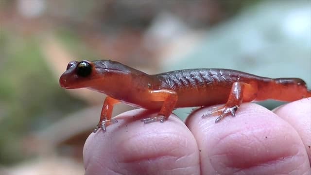 S01:E08 - Venom and Poison