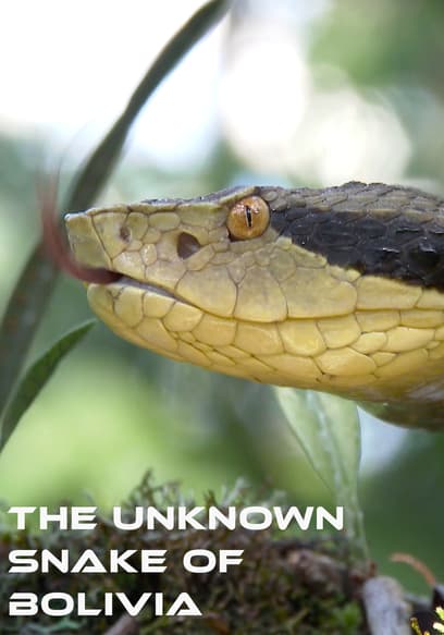 The Unknown Snake of Bolivia