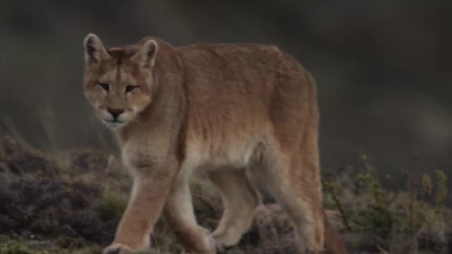 S01:E03 - Las vidas secretas de los pumas