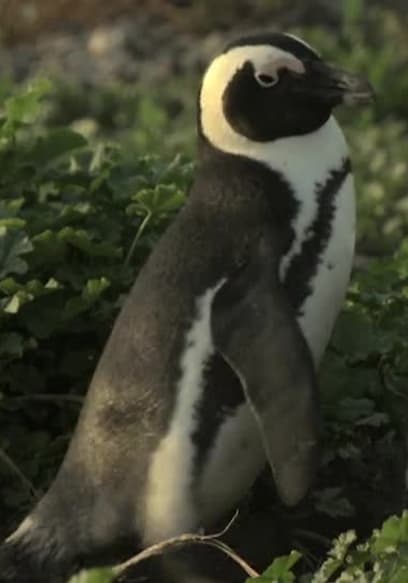 Affiche de S01:E01 - Penguins: The African Chaplin