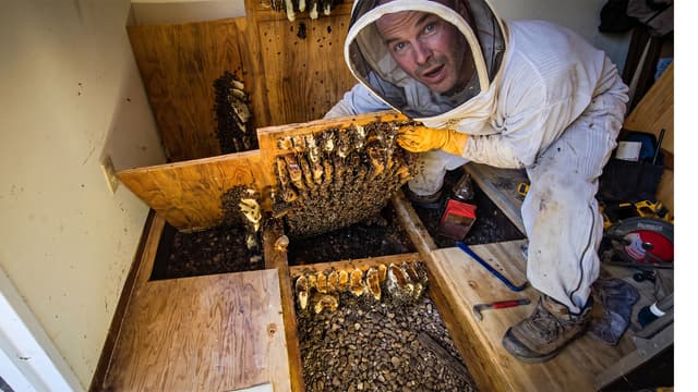 S01:E04 - The Hundred Thousand Bee Rescue