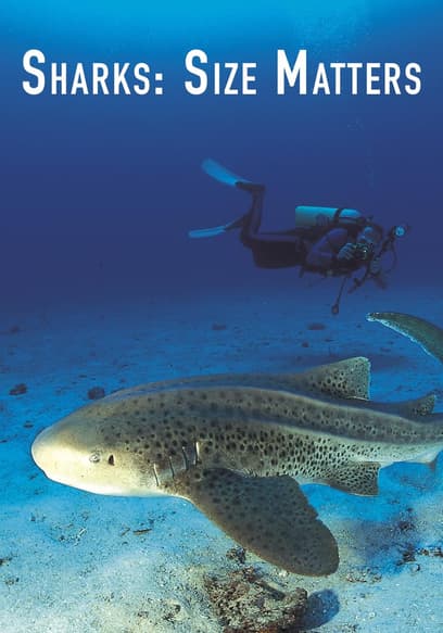 Sharks: Size Matters