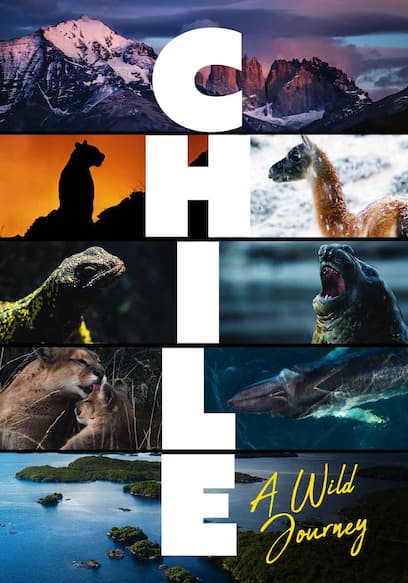 S01:E06 - Chilean Animals