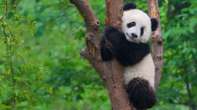 S03:E04 - Baby Animals From the United Kingdom