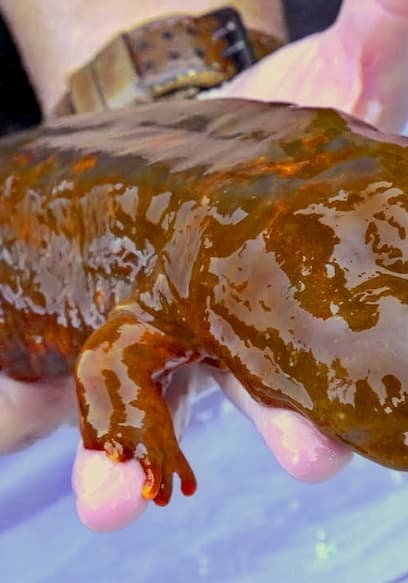 S01:E05 - Jungle Quest: Giant Salamanders & Snakes poster
