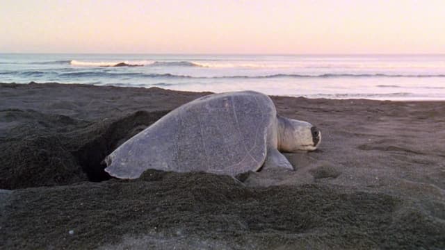 T01:C21 - S01:E21 - Turtle