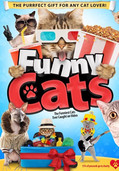 Funny Cats