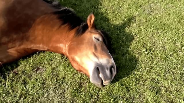 S01:E02 - Paws vs. Claws