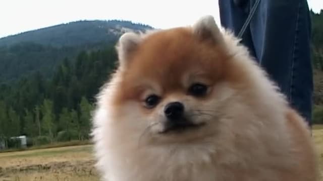 S05:E08 - Pomeranian