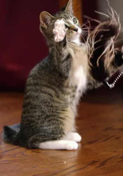 S02:E11 - Kitten Beauties poster